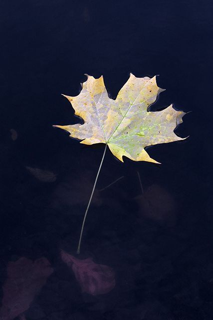 Autumn Float