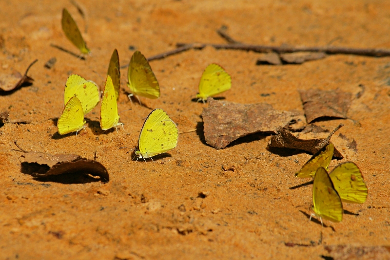 Butterflies