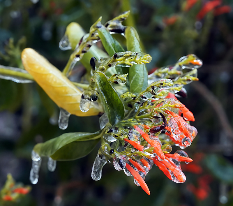 Frozen Mexican Honeysuckle