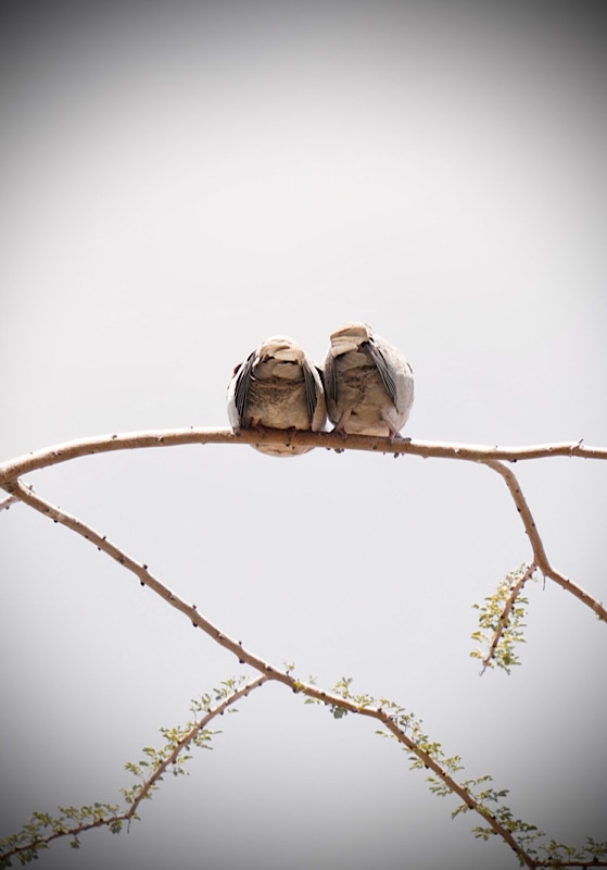 Conditional Love