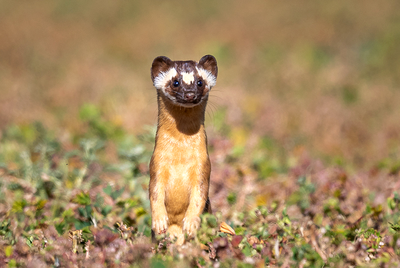 Long-tailed weasel