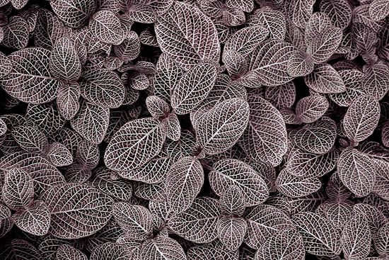 Nerve Plant