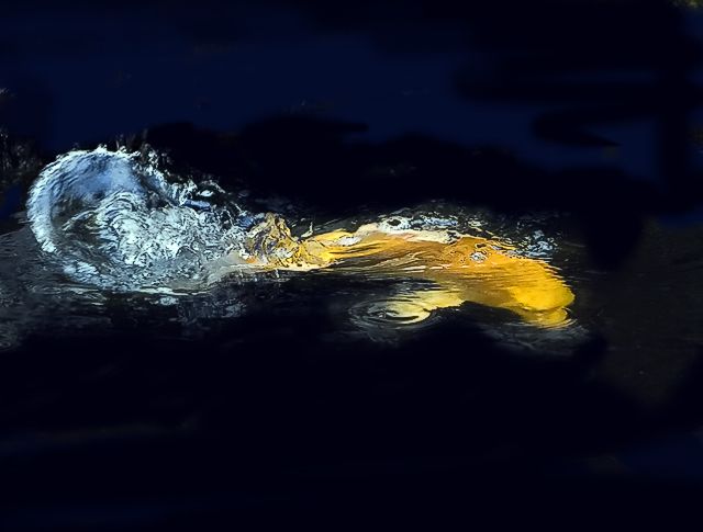 Koi Tailspin