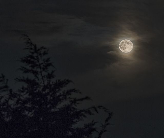 Silhoutted By A Winter Full Moon