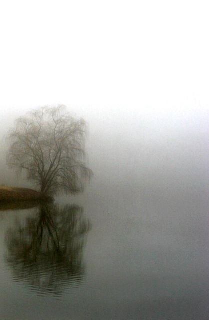 Fog Tree
