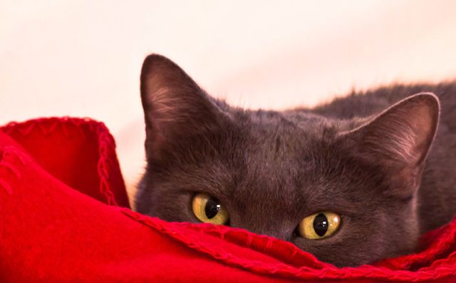 Fifi's Red Blanket