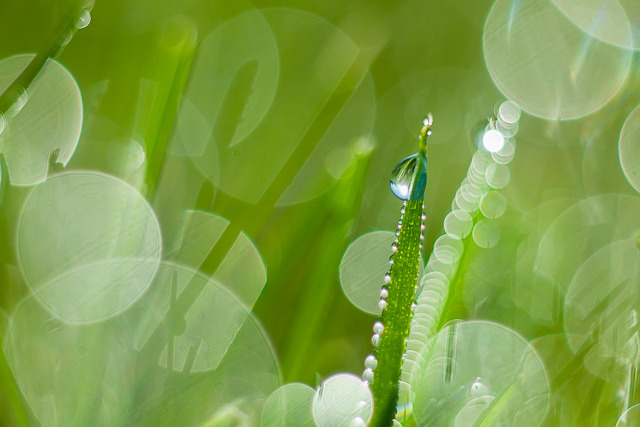 Morning Dew