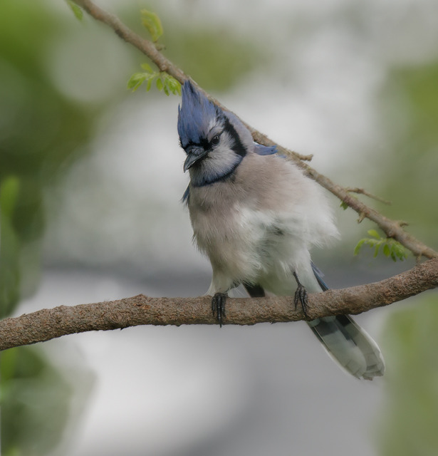 Wind Beneath My Feathers