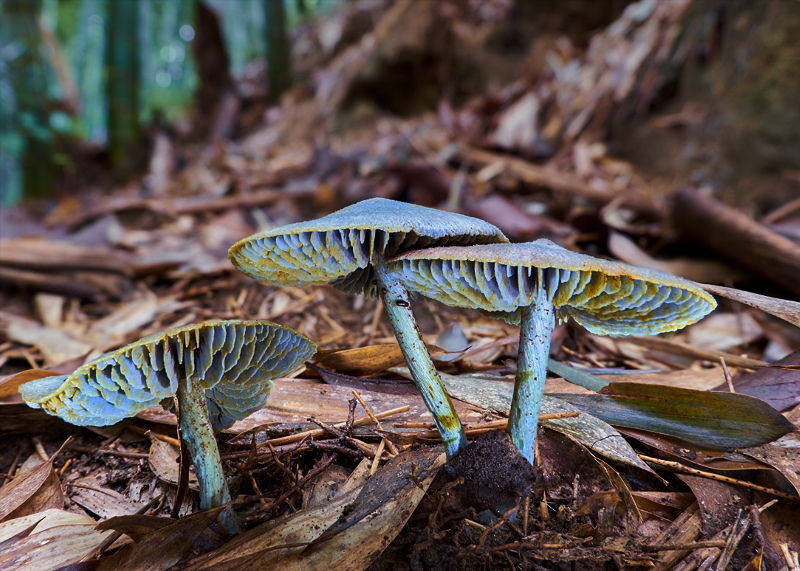 The Mushroom Trio