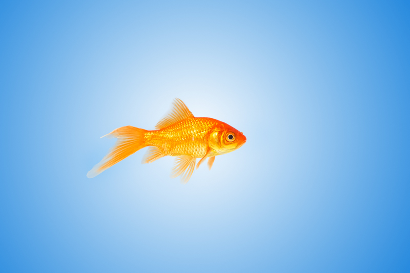 Blub!