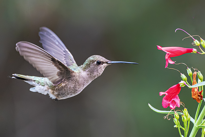 Spring Hummer