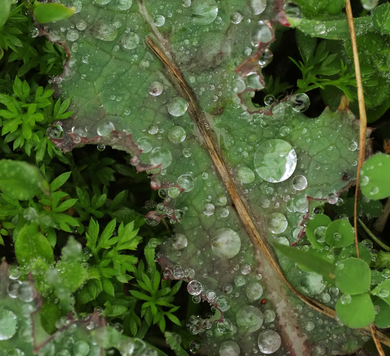 Weed, Raindrops, Etc.