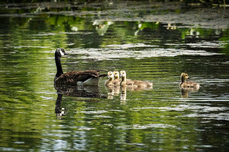 Mother