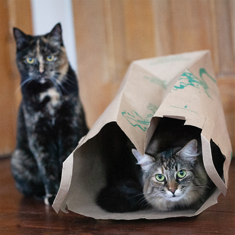 Cats