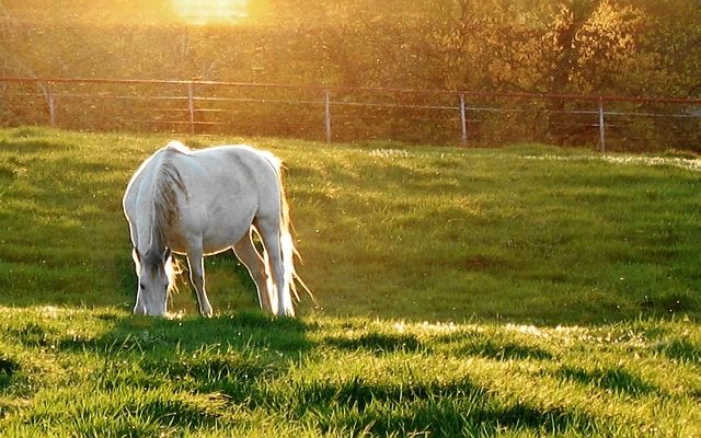 Golden Pasture