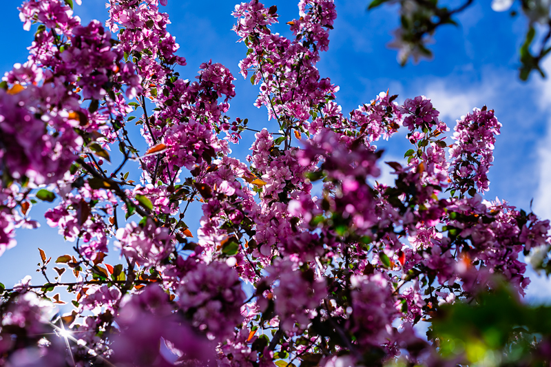 Blossom Decorations