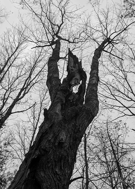Tree beard