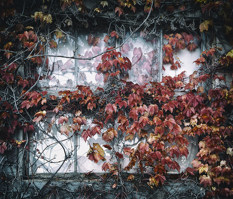 Reclaimed by nature