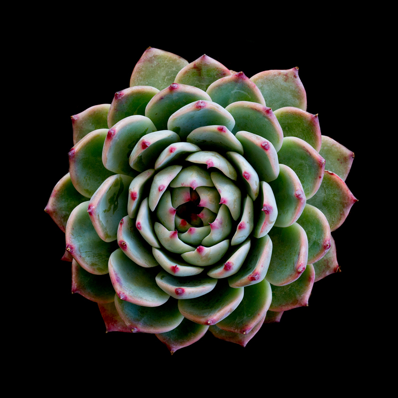 Echeveria Colorata