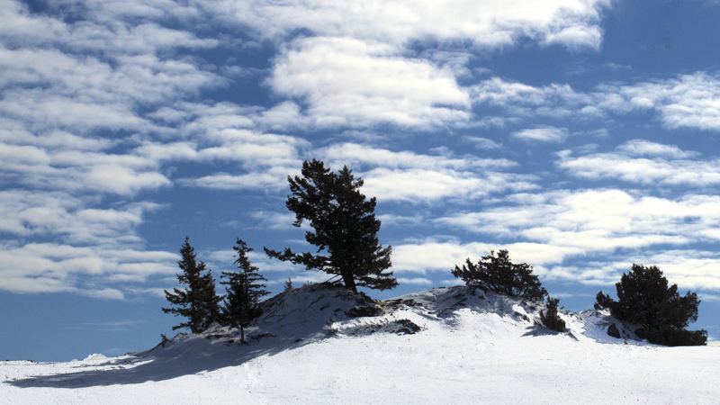 Firs Along a Snowy Ridge