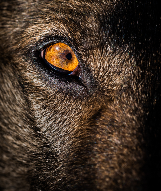 Eye of Thor