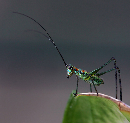 Bugs