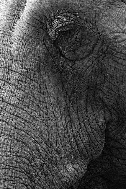 Elderly Elephant