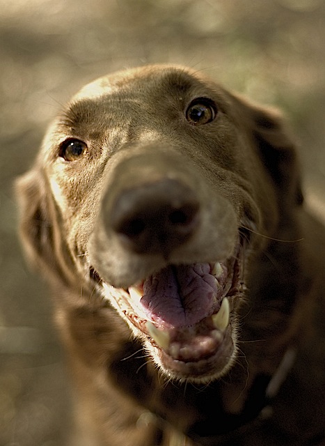 friendship is in the brown eye of a brown dog in a brown world
