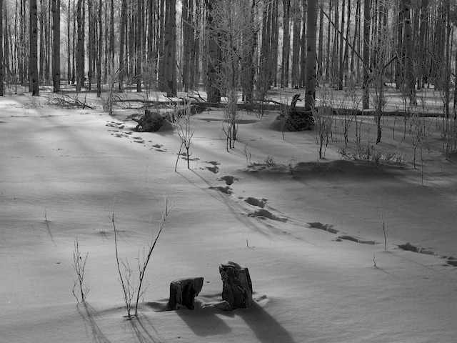 Hidden within the Forest
