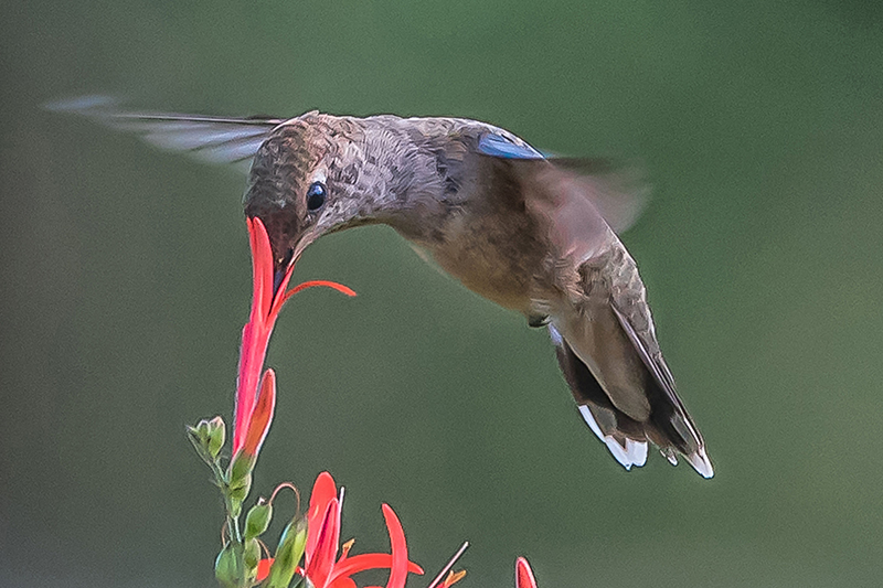 Flapping Wings