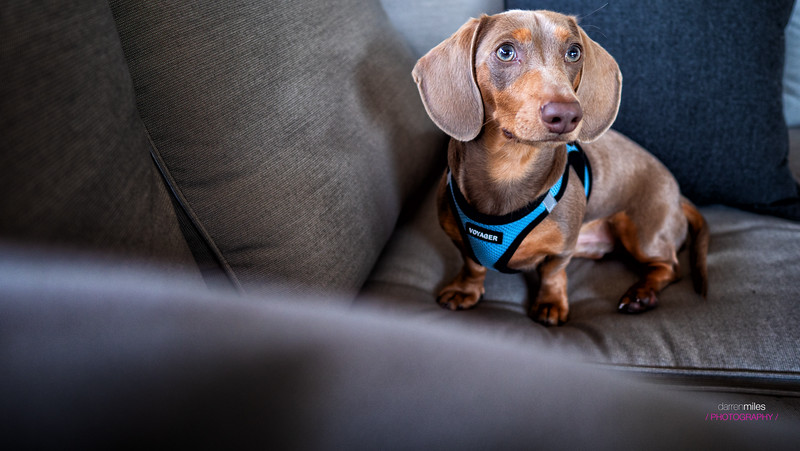 Mini Dachshund