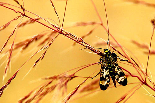 just a bug