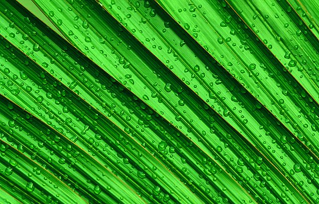 Wet Palm