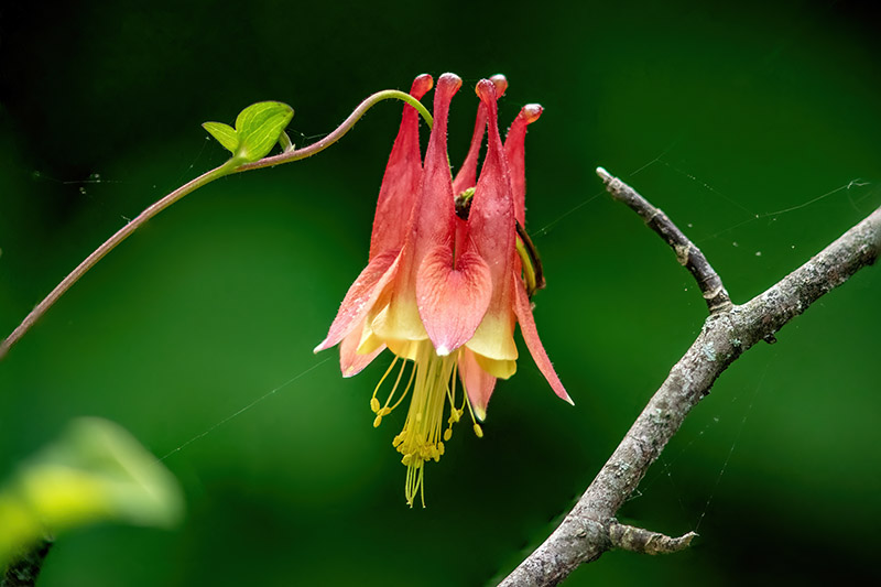 Wild Columbine