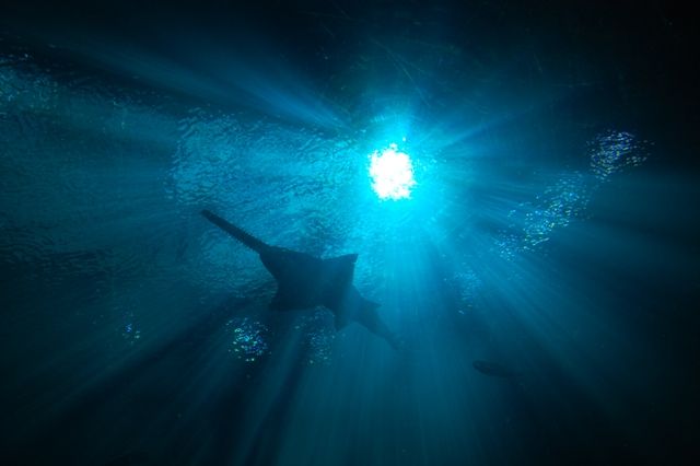 Deep Blue Sea