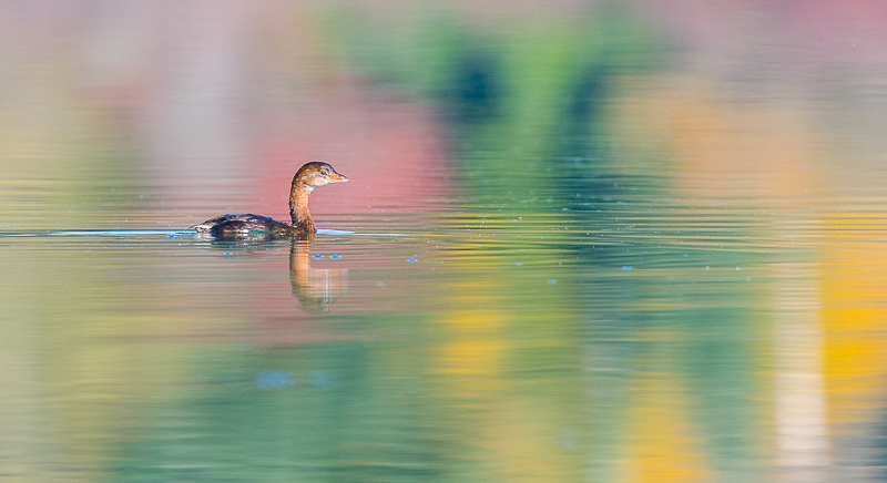 Floating on fall colours...