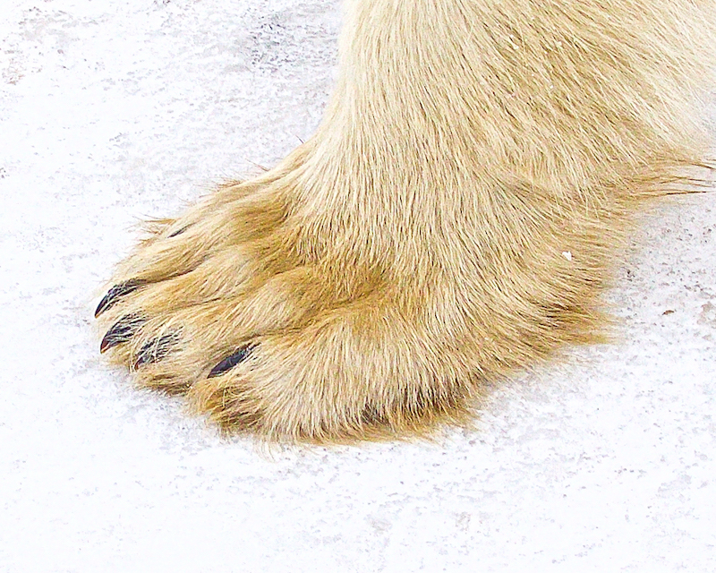 Furry Foot