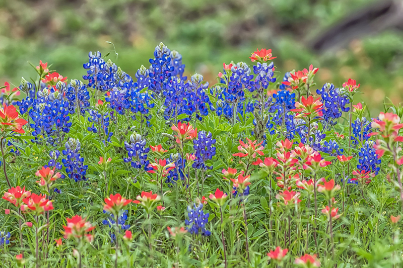 911  Texas Wildflowers
