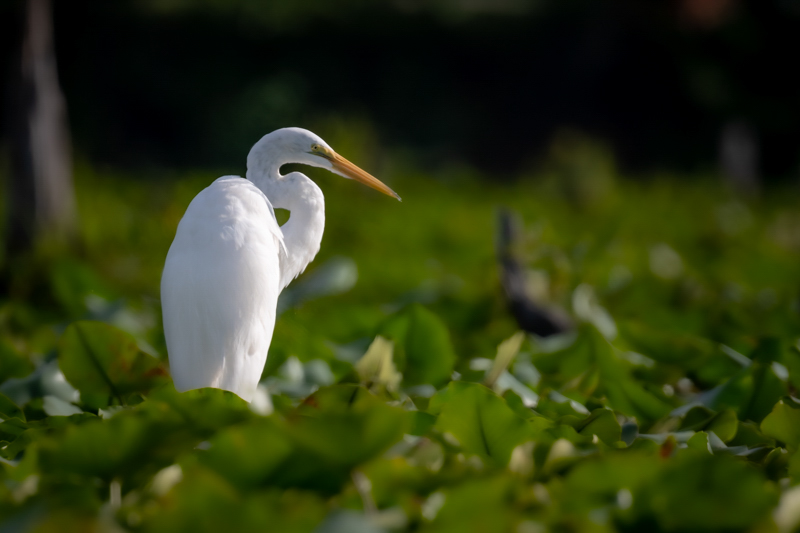 Great White Egret