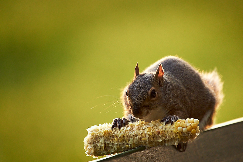 Squirrel with corn