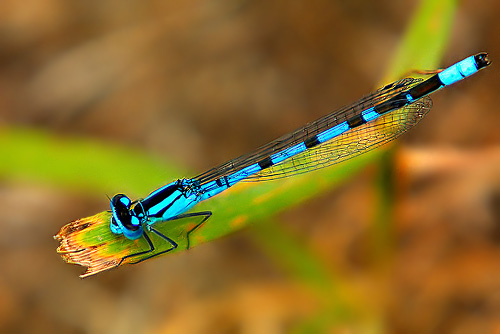 Blue Marsh Dragonfly