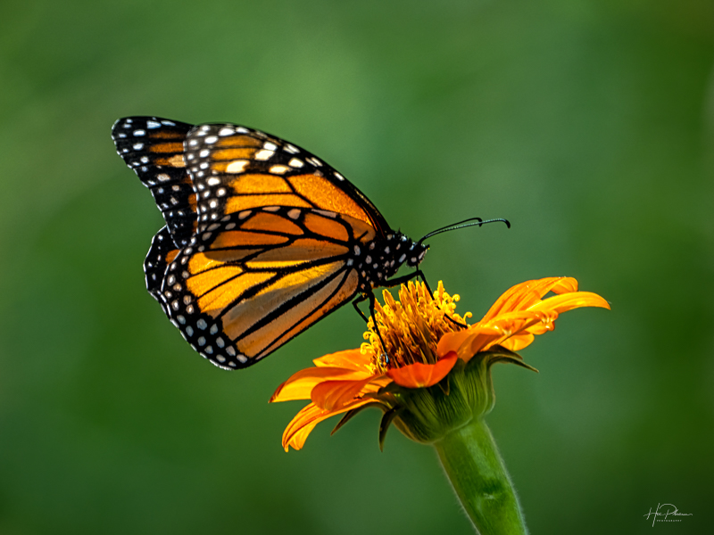 Monarch Butterfly