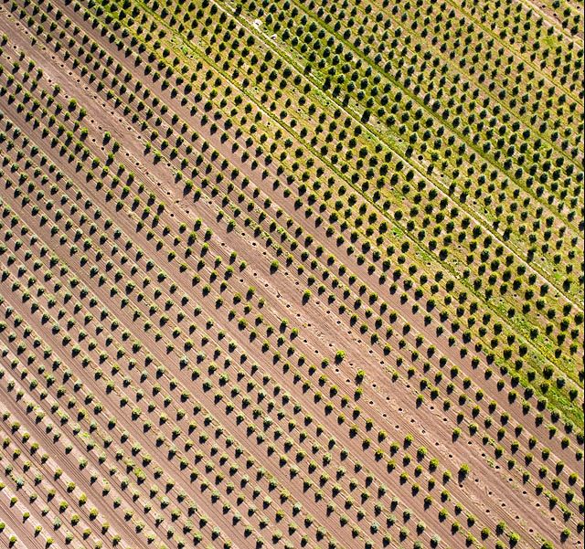 Baby Trees