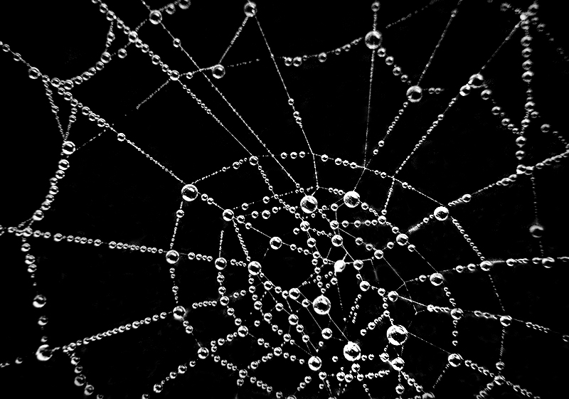 Dew Dropped Web
