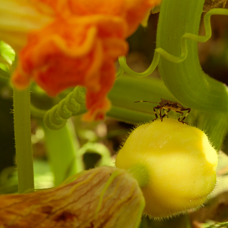 Pumpkin is my Domain
