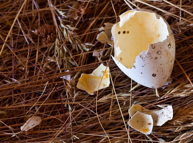 Empty Nest - New Beginning