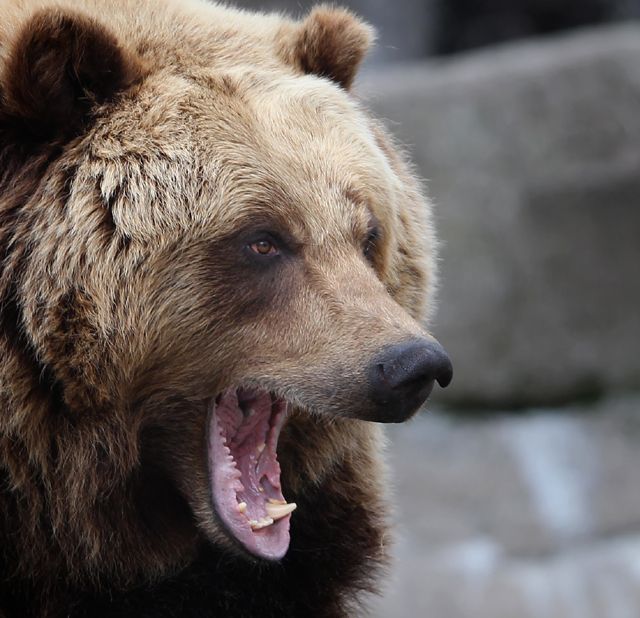 A Real Bear