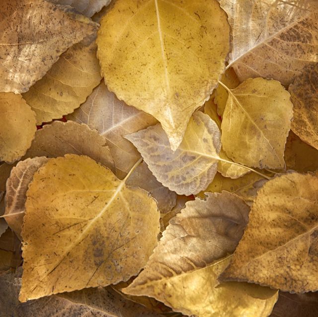 Autumn Remnants