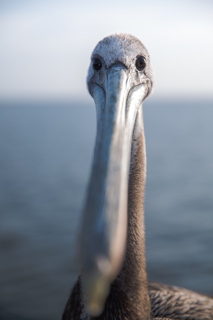 Does this Lens make my Nose look Big?