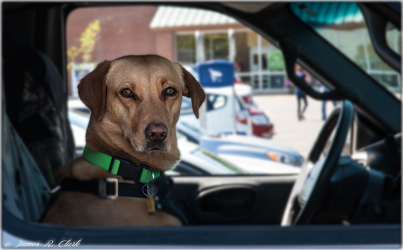 Dog in a Car